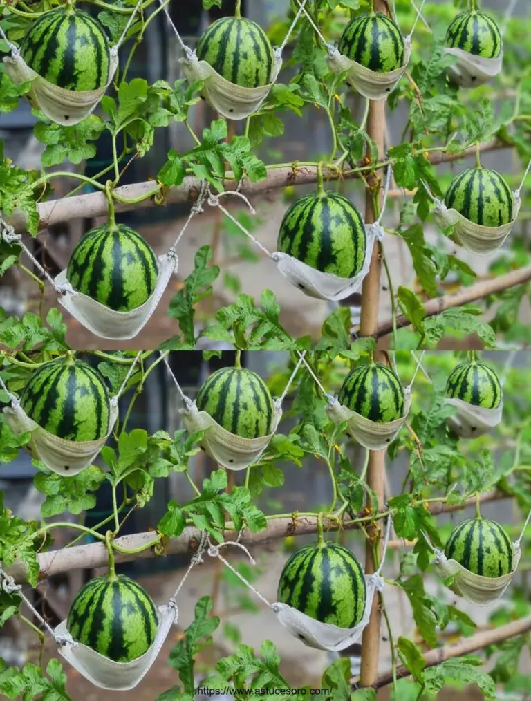 Cultivar sandías con azúcar da sandías grandes y hermosas