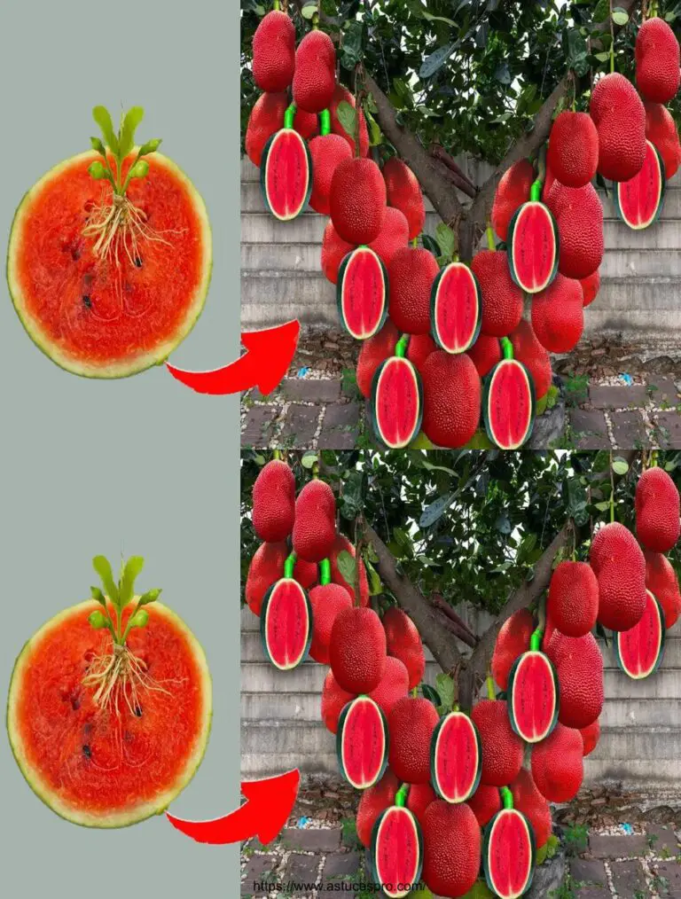 El secreto de las súper frutas: Cultivando los jacquier rojos, una maravilla de la naturaleza