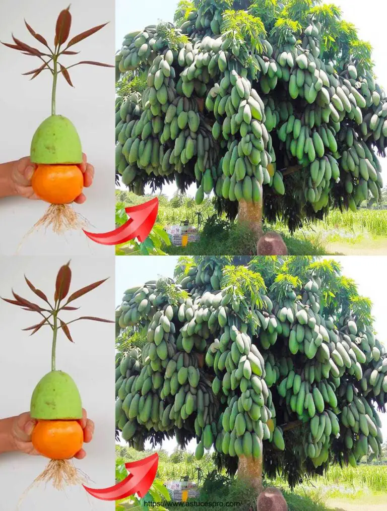 Técnicas para cultivar mangos con cebollas para plantas frutales excepcionales