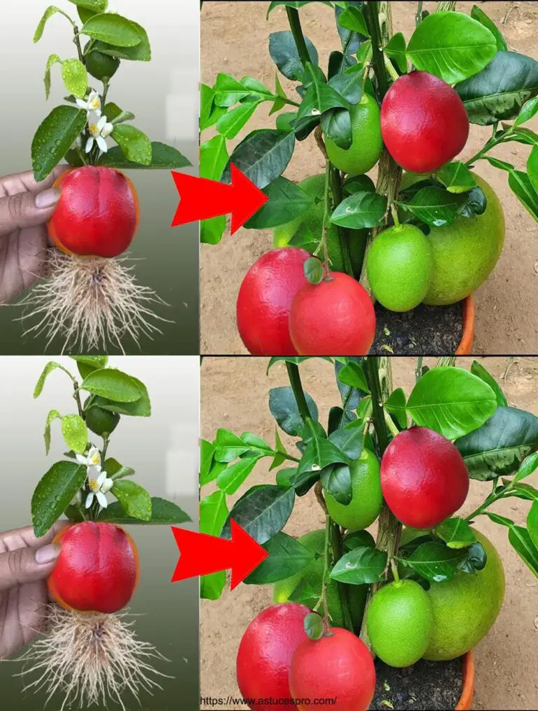 La técnica de cultivar el pomelo rojo con flores de pomelo da resultados increíbles.