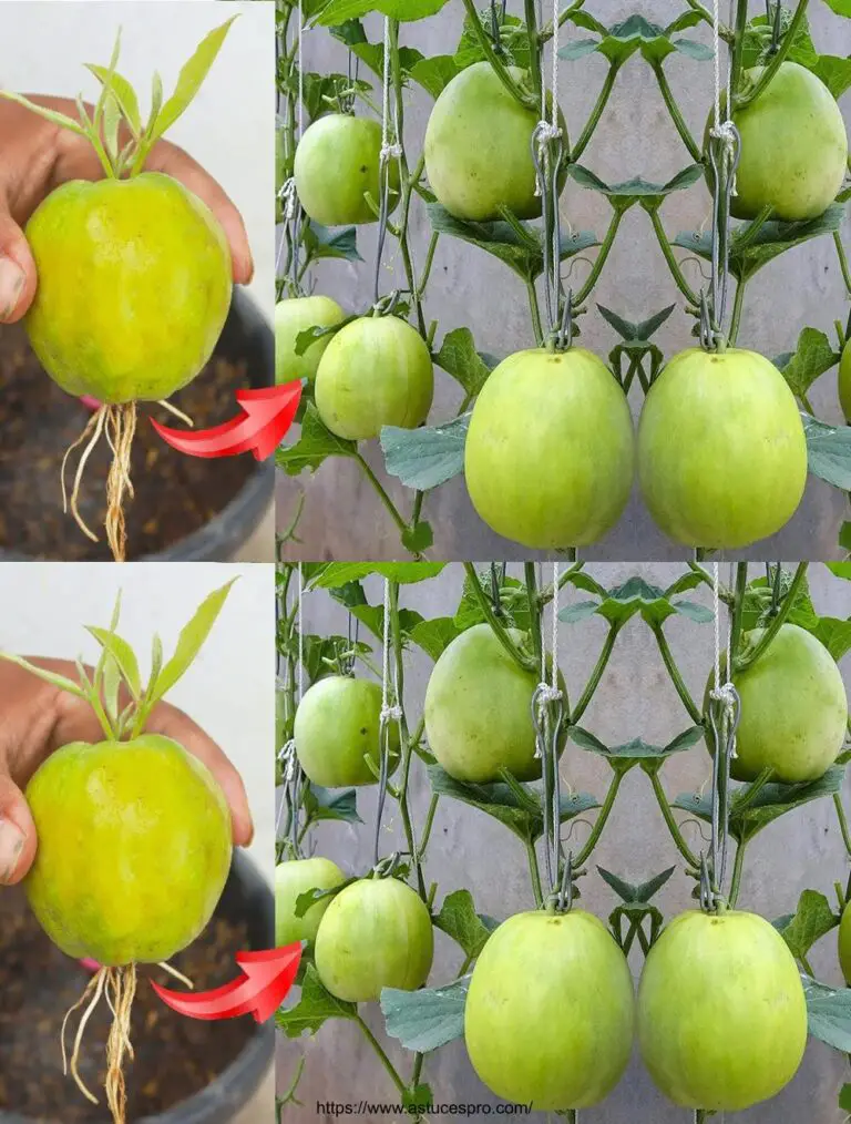 Técnica simple para cultivar melones sin gastar dinero en plantas