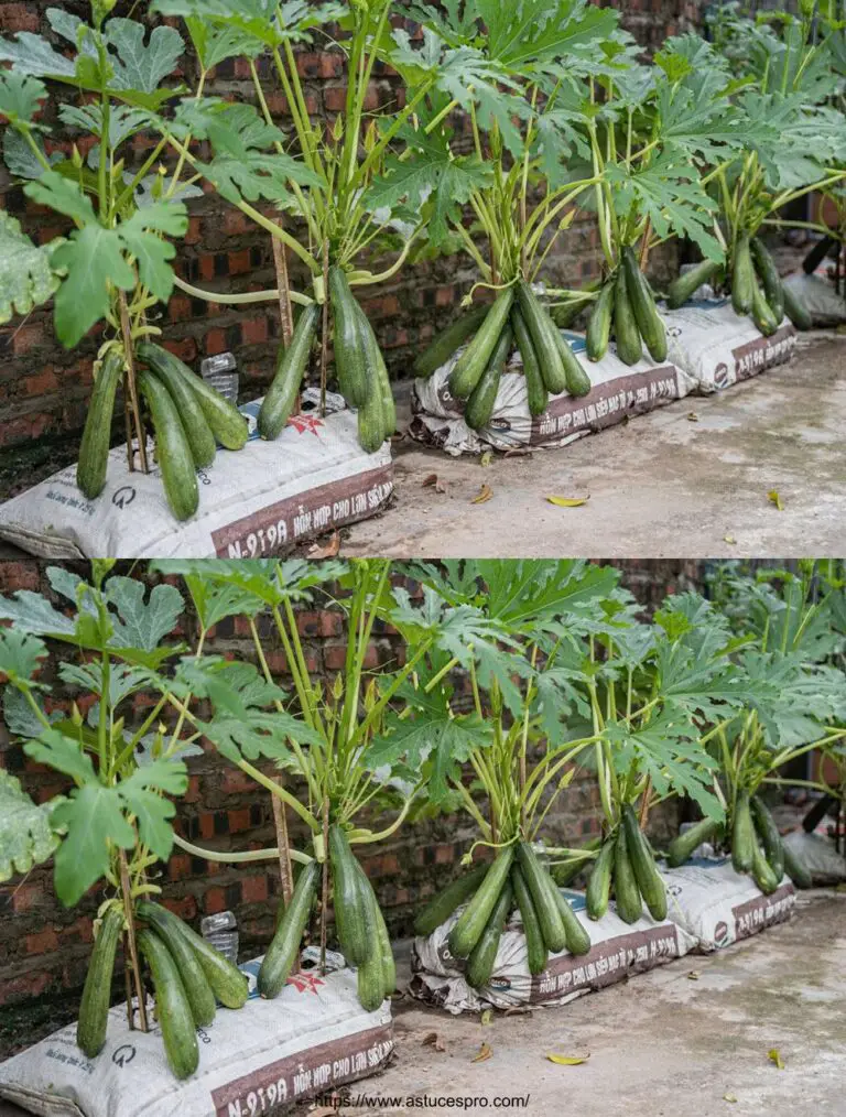 Hazlo a mi manera, y tendrás plantas de calabacín cargadas de fruta como estas.