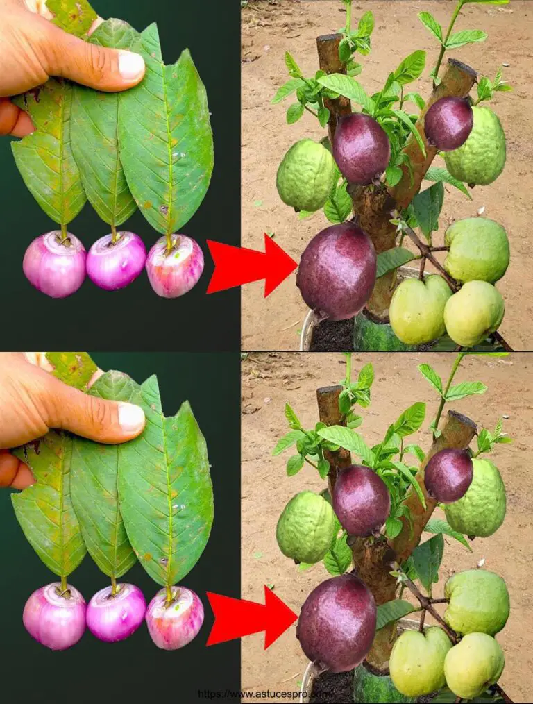 Técnica de injerto de Guava con cebolla morada para frutos de árbol de dos colores