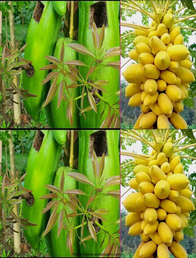 Técnica de trasplante de mango para la fruta ultrarrápida