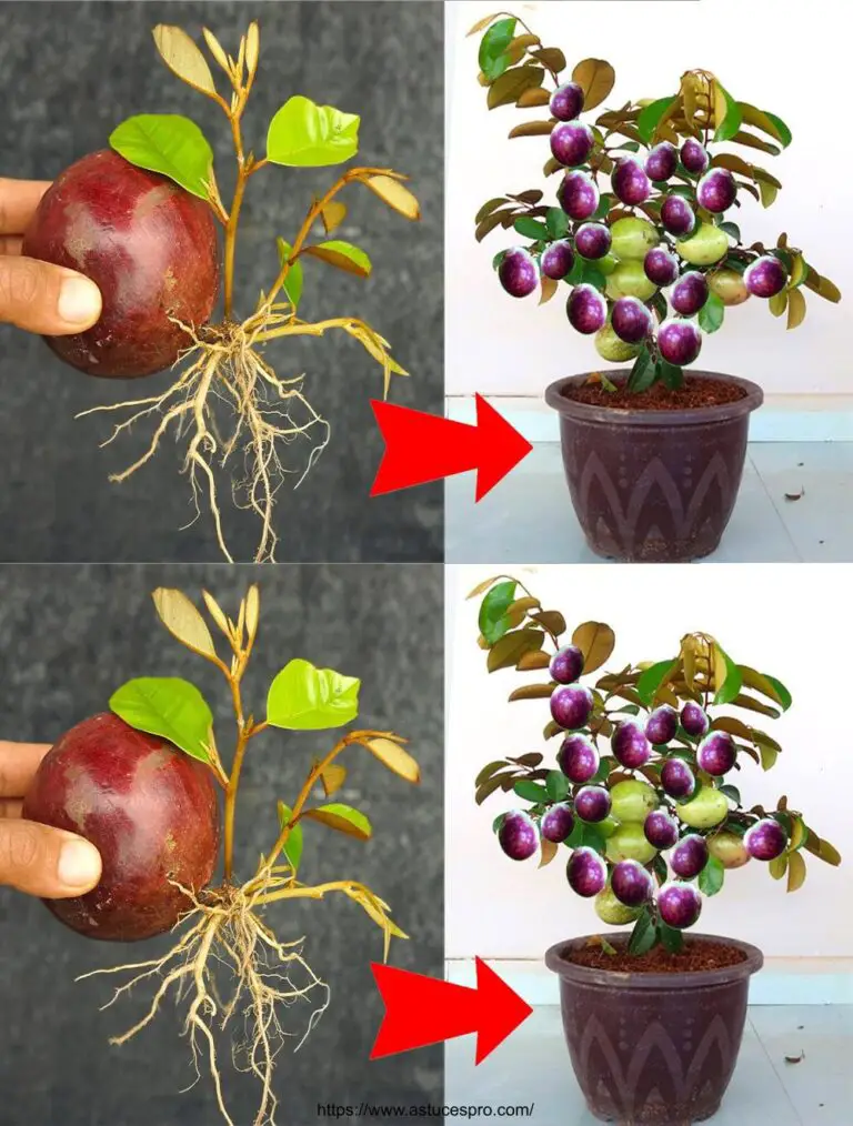 Técnica exclusiva para cultivar un manzano estrella de una manzana estrella