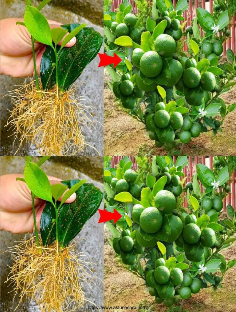 Un método simple para cultivar limones de hojas: rápido y eficiente!