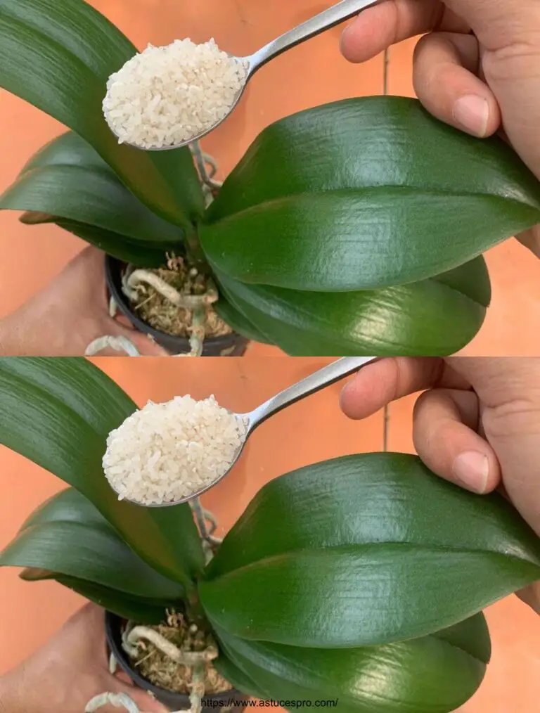 Saber hacer flores orquídeas todo el año sin dificultad