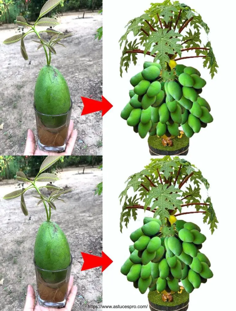 Técnica única de trasplante de mango en papaya para obtener un superfruit