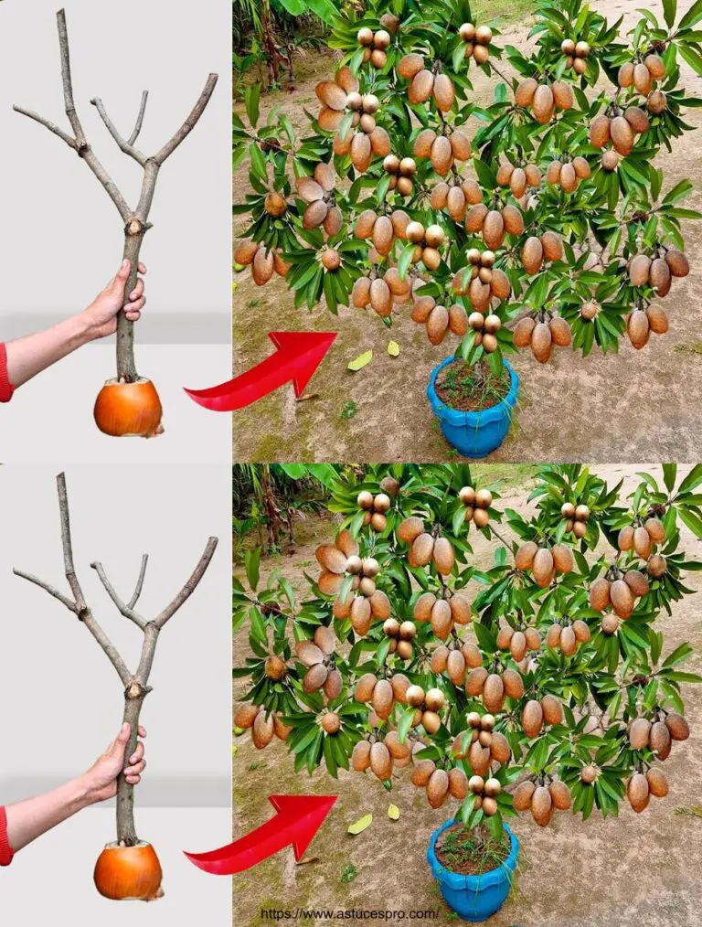 Técnica única de trasplante de arpiller y de plátano para obtener un árbol de fruta super