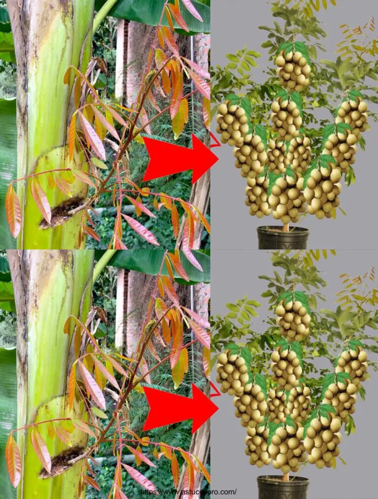 Árbol de Longane creciendo desde el árbol de plátano y produciendo frutas rápidamente