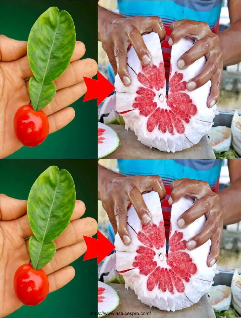 Técnica única de cultivo de pomelo con hojas para resultados sorprendentes