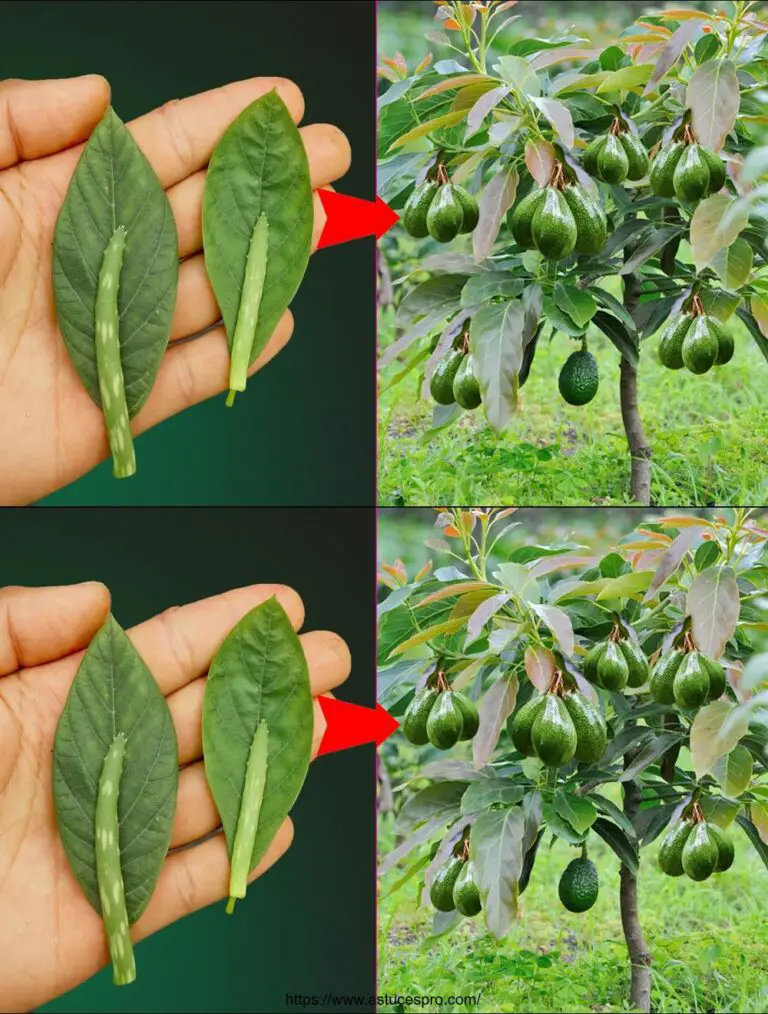 Técnica única de cultivar aguacates con hojas para resultados increíbles