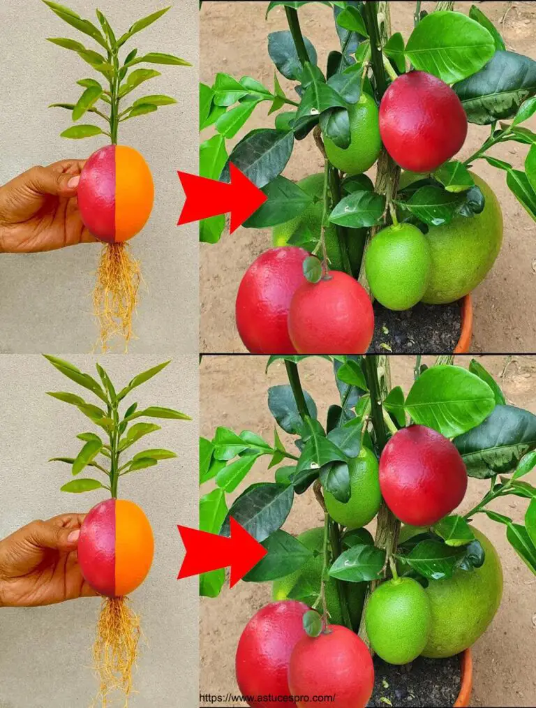 Técnica simple para el cultivo de naranjas que da resultados increíbles