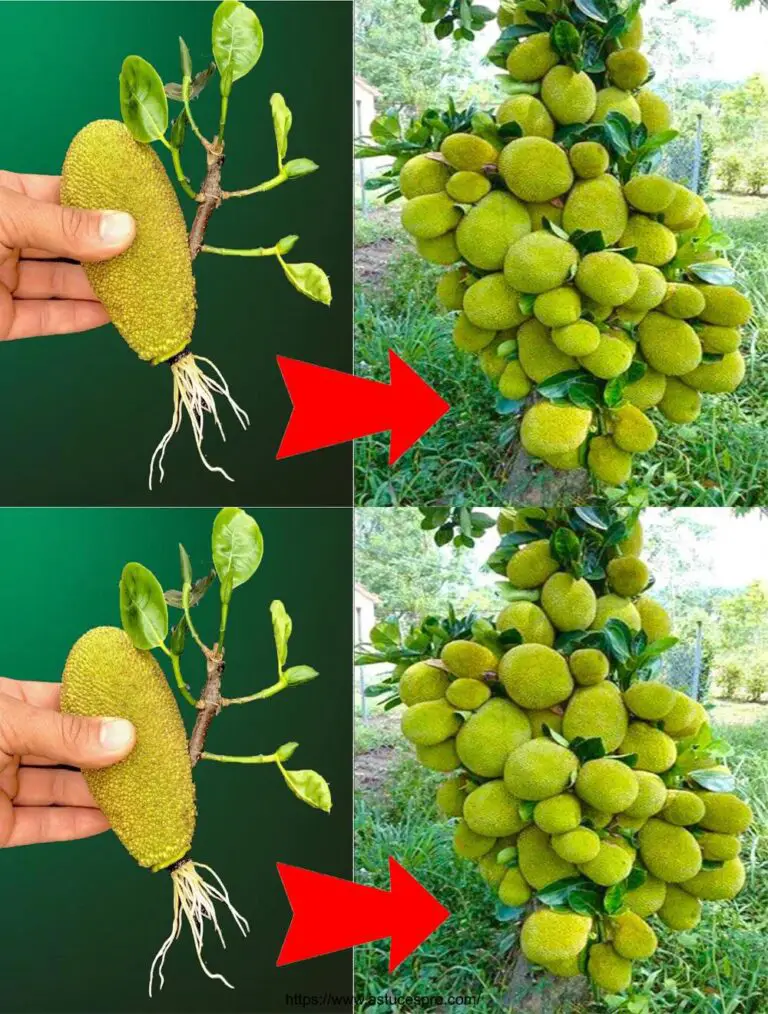 El mejor método para crecer rápidamente la súper fruta jacquier