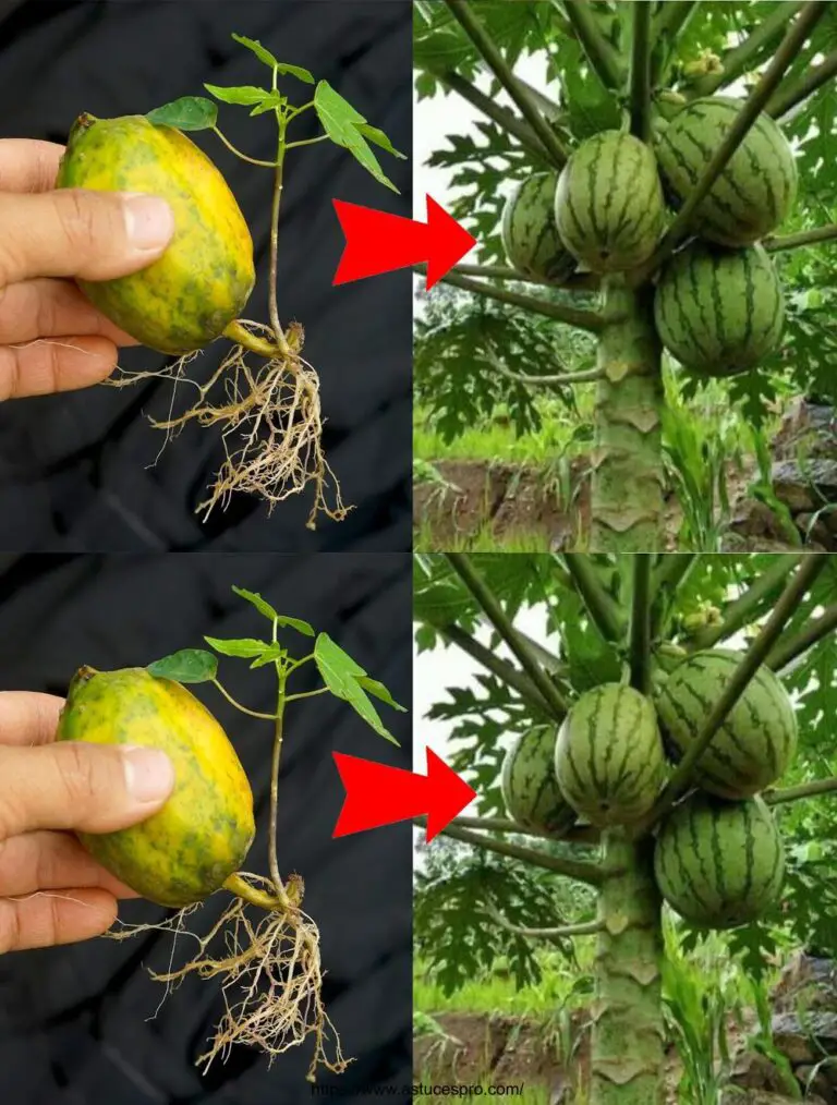 Técnica de crecimiento papaya para nuevos árboles frutales papaya