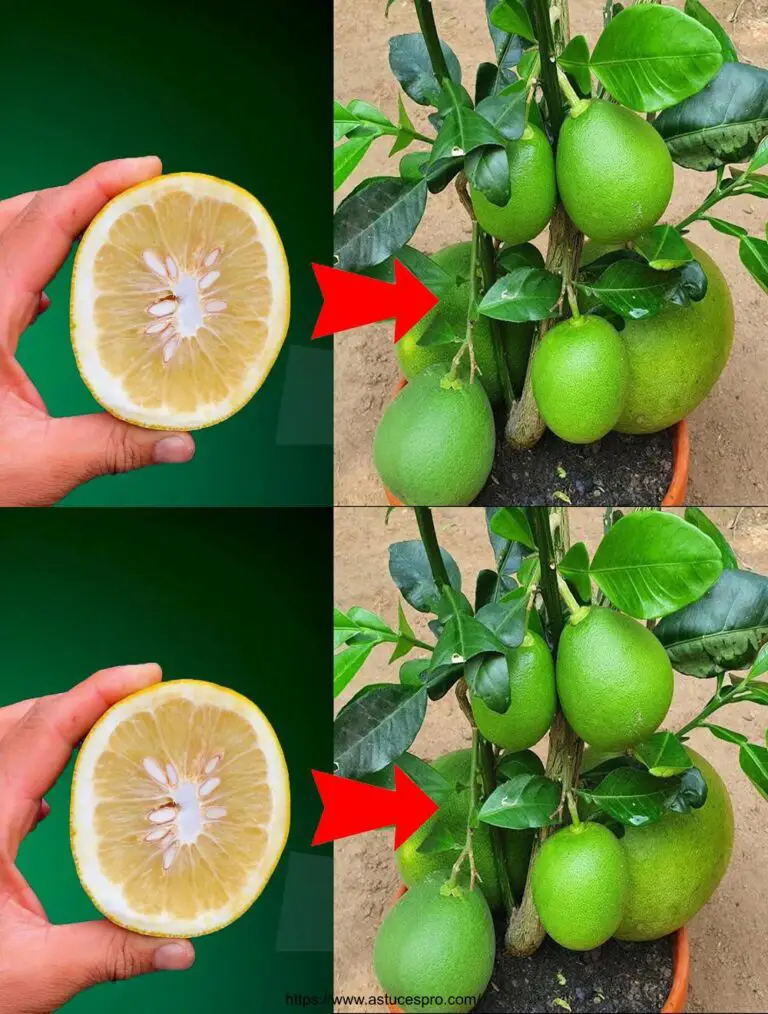 Técnicas de crecimiento naranja con corteza naranja para novatos