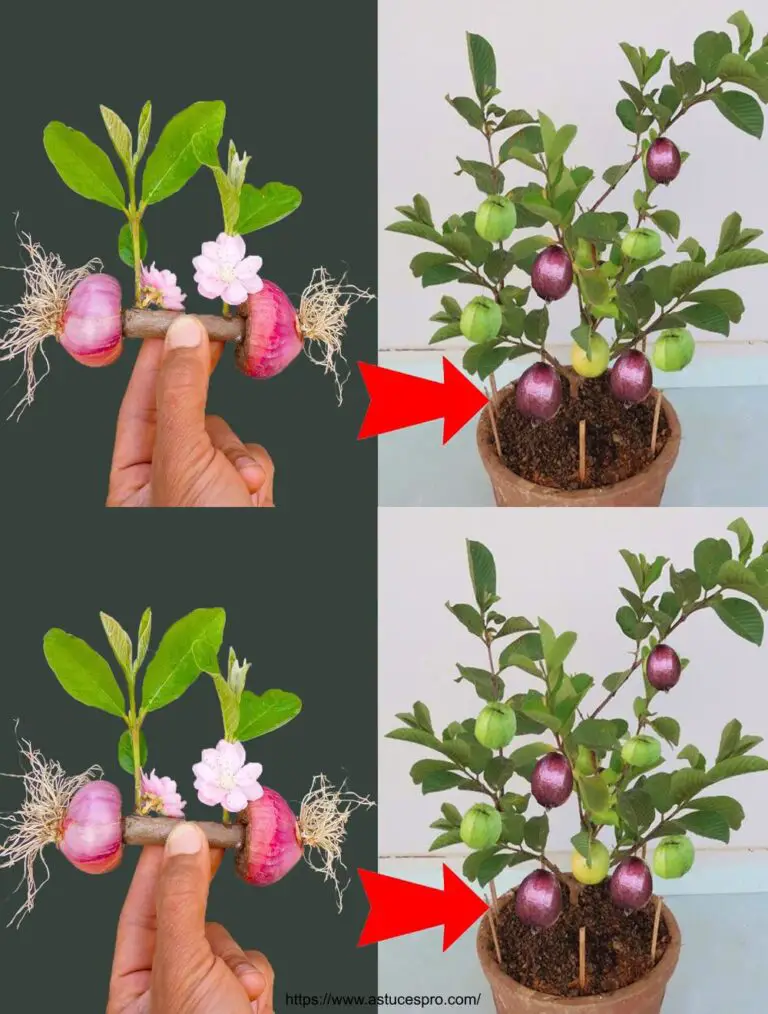 Técnica de la asociación guava con cebolla morada para árboles frutales únicos