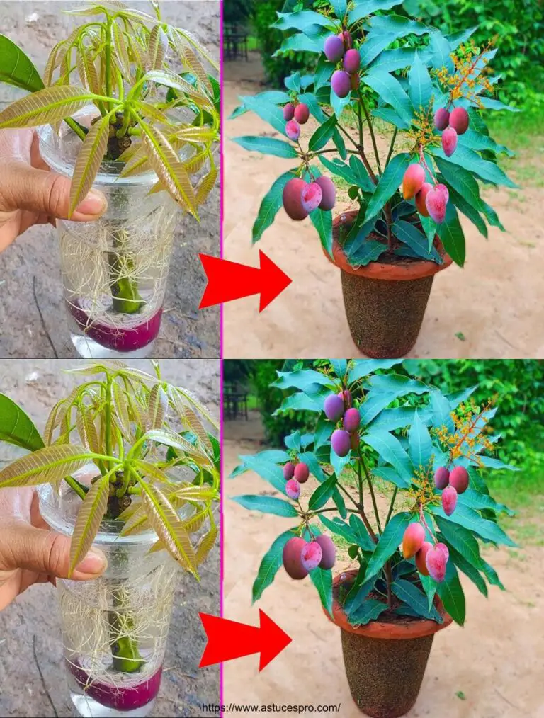 Mejor técnica para cultivar árboles de mango en un vaso de agua para frutar rápido