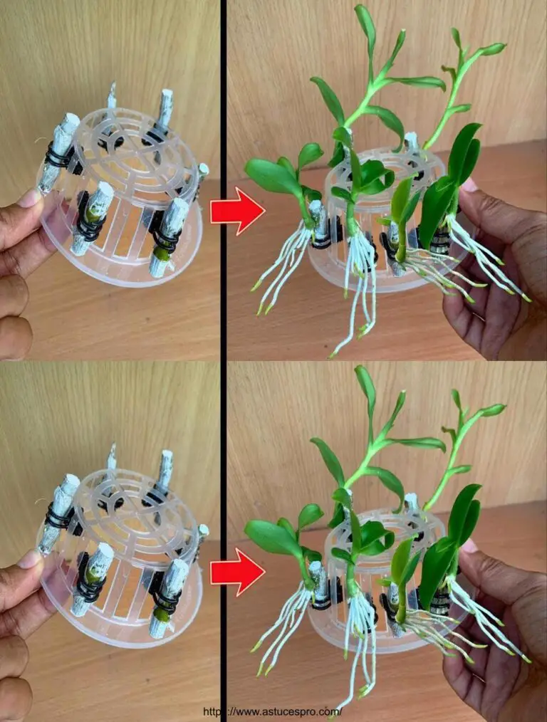 ¡Sólo ajo! El niño orquídeo creció inmediatamente en la rama y floreció mágicamente