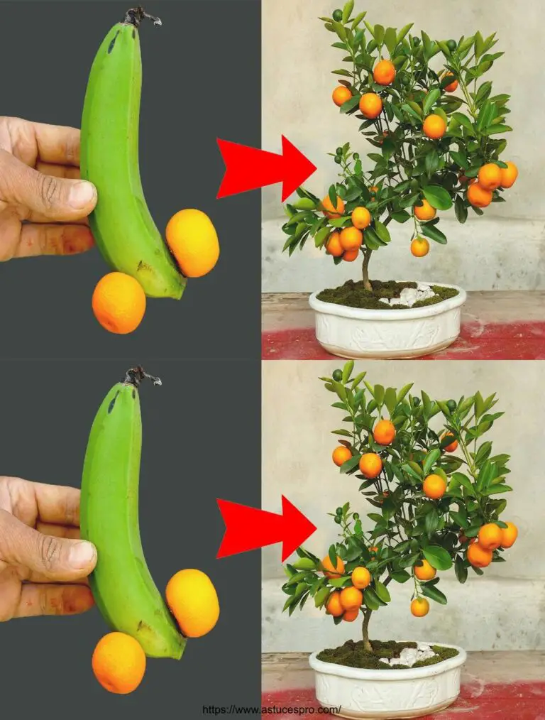 Mejor método para plantar árboles anaranjados con plátanos para obtener muchos frutos de árboles