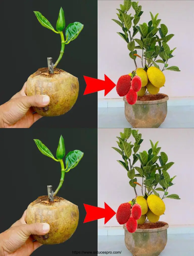 Planificar un árbol de jacquier en un coco – Cómo crecer un jacquier de dos colores