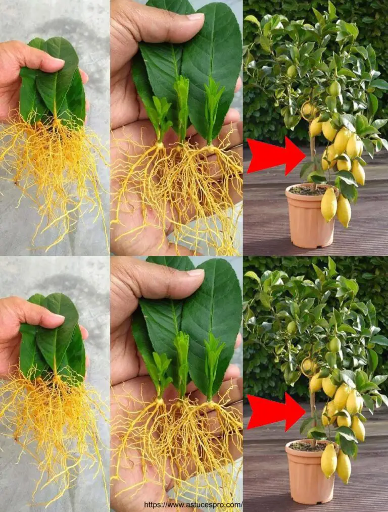 Consejo para cultivar limones con hojas: obtener una cosecha abundante rápidamente