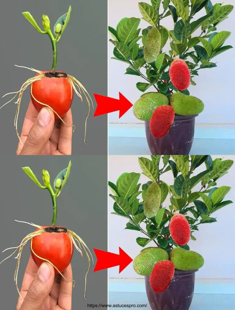 Mejor método para cultivar árboles jacquier para hermosos frutos rojos