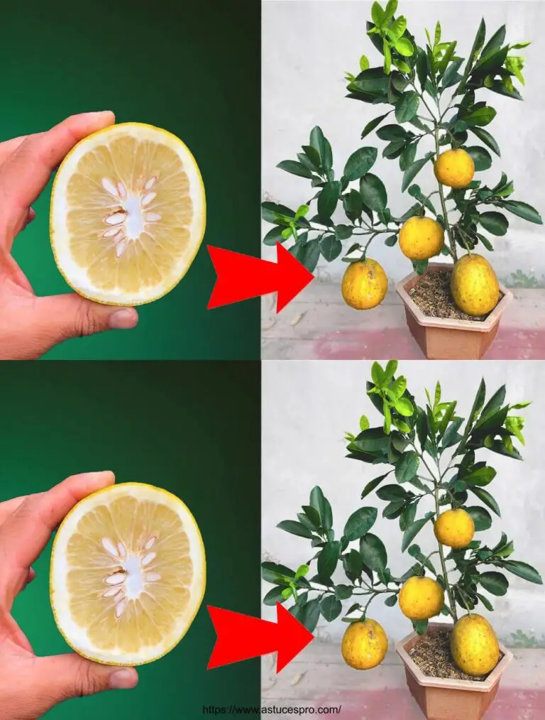 Mejor método para cultivar una naranja de una fruta naranja con una tasa de éxito del 100%