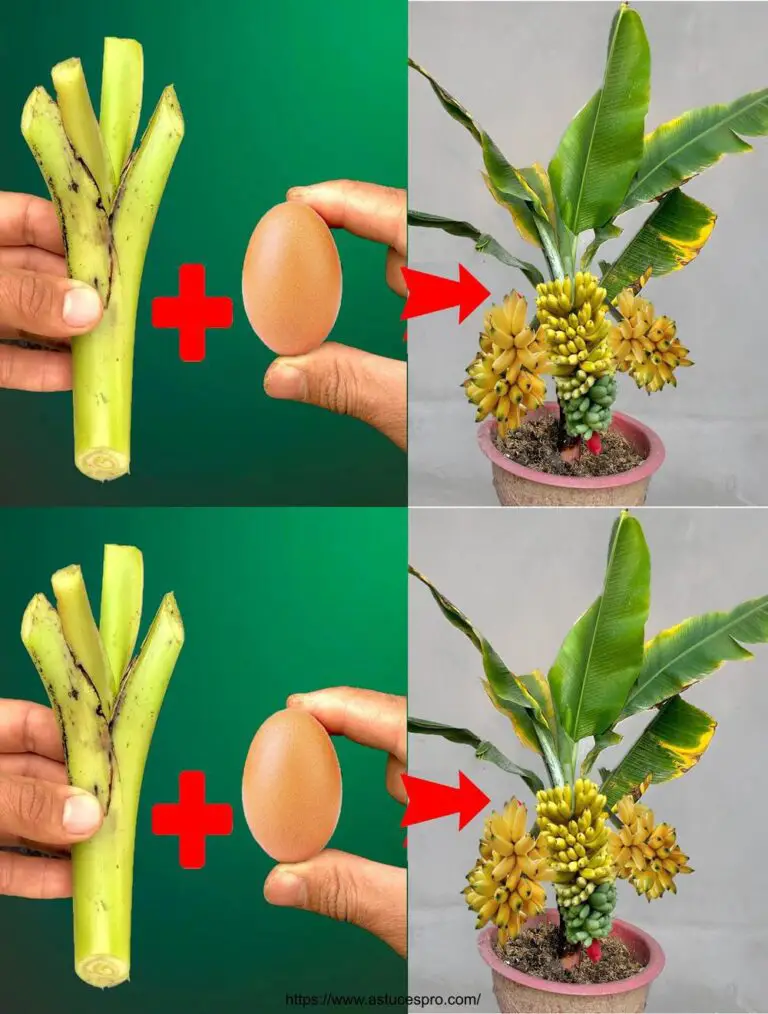 La última técnica única para cultivar plátanos desde sus picos