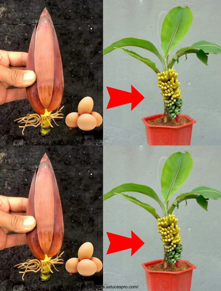 Cómo cultivar plátanos de flores de plátano para principiantes