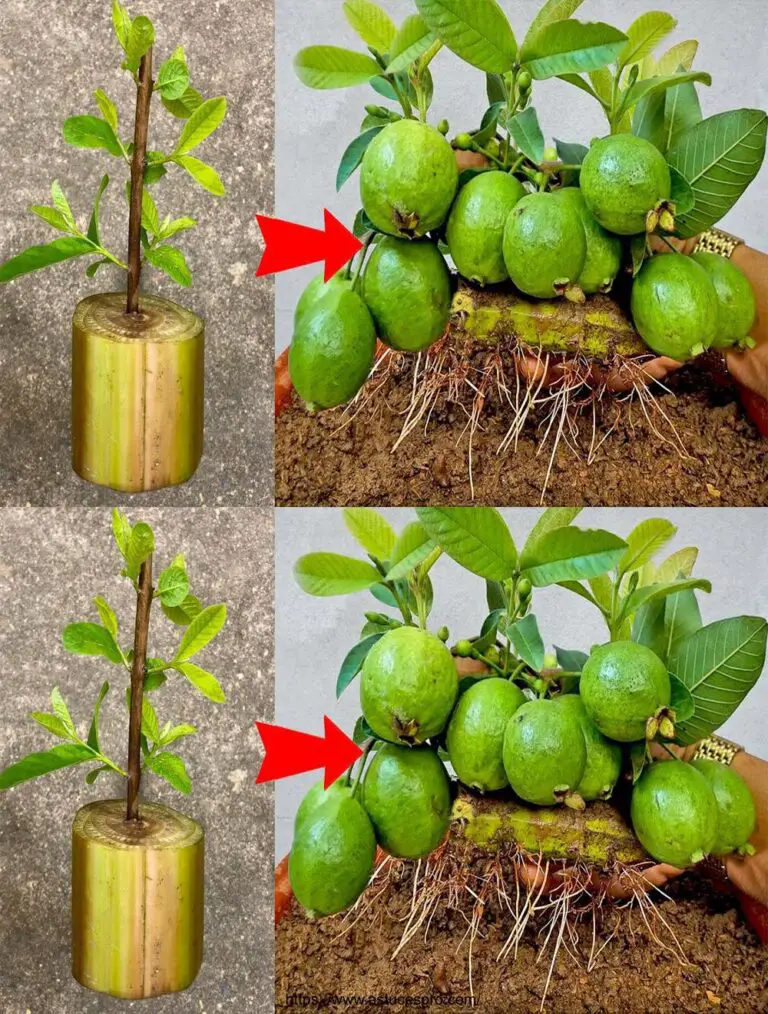 Cómo cultivar la guava injertada en un árbol de plátano para obtener fruta a la velocidad del rayo