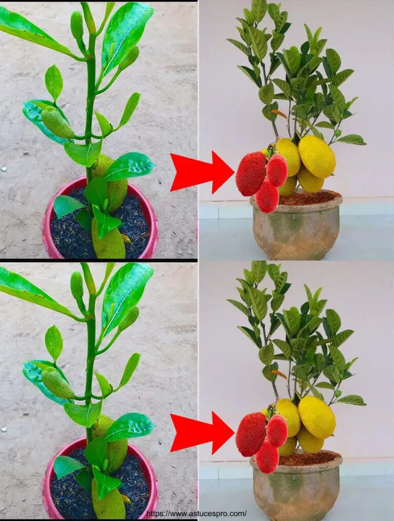 El método de injerto jacquier fruta raíz es el más eficaz