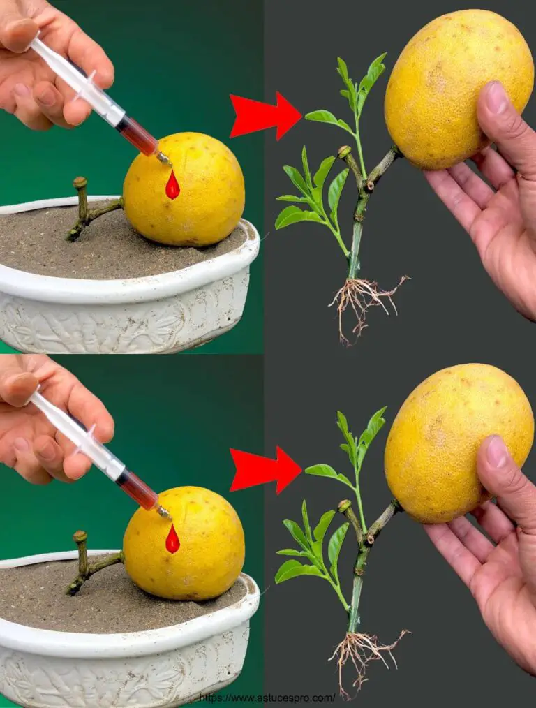 Técnica única de cultivo de naranja – Cómo cultivar naranjas de frutas naranjas