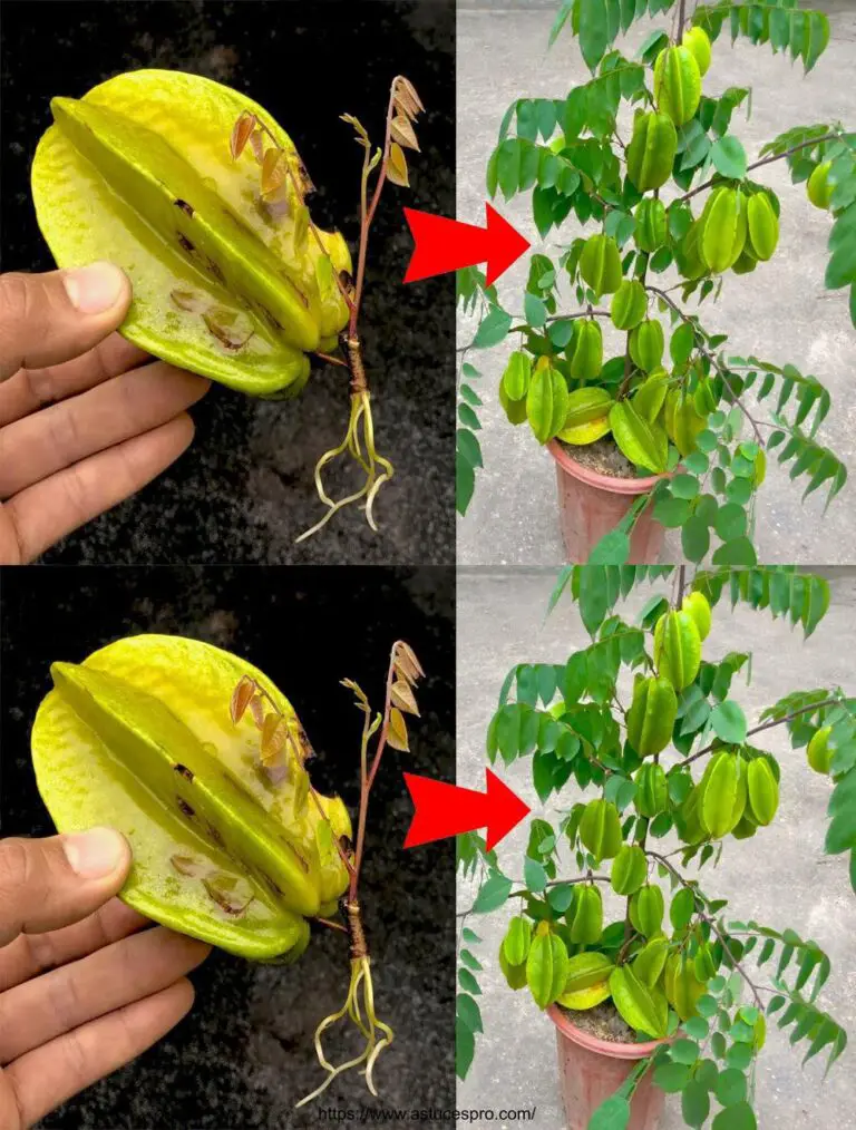 Cómo crecer una carambola con caramboles para principiantes