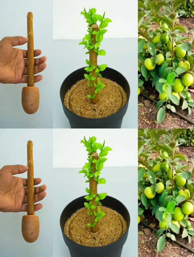 Cómo cultivar un mango a partir de un corte con una patata