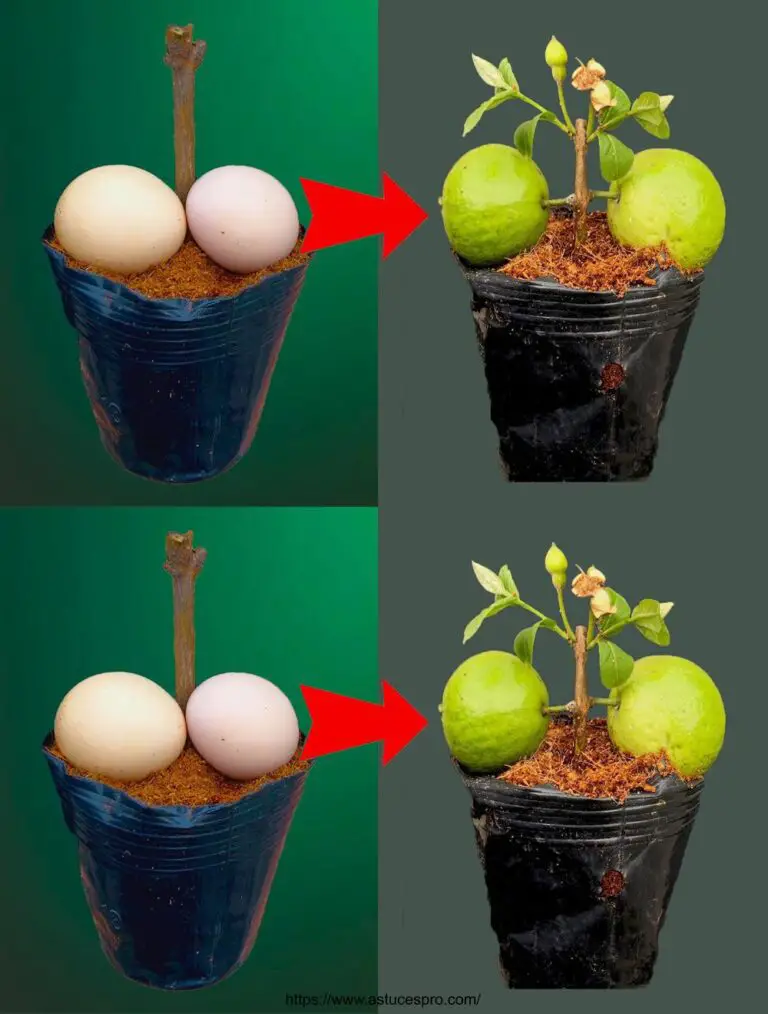 Mejor método para cultivar rápidamente árboles de guayá y producir fruta