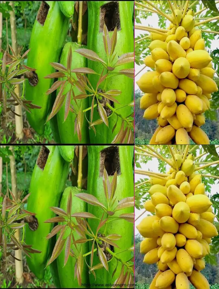 Mejor método de injerto de mango usando el aloe vera en fruta papaya