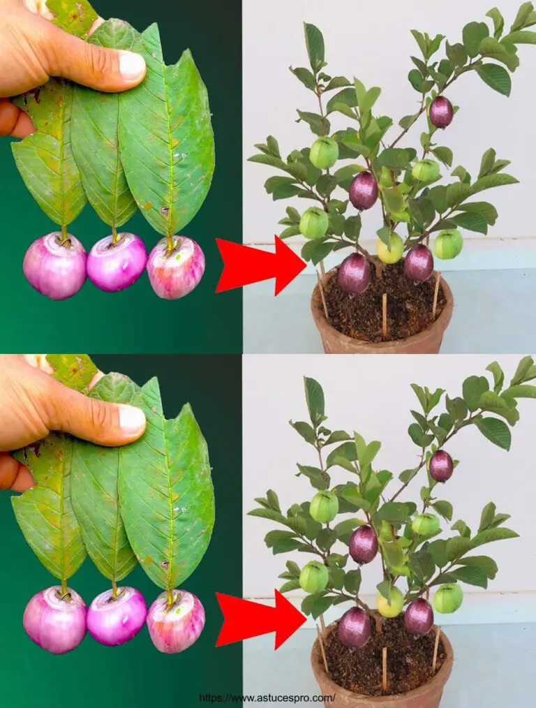 Técnica creativa para cultivar guava usando hojas con un 100% de éxito