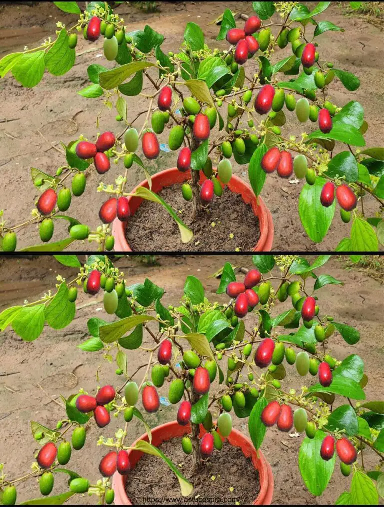 Cómo propagar rápidamente las plantas de Jujube con las manzanas de la Tierra para el crecimiento rápido de las plantas