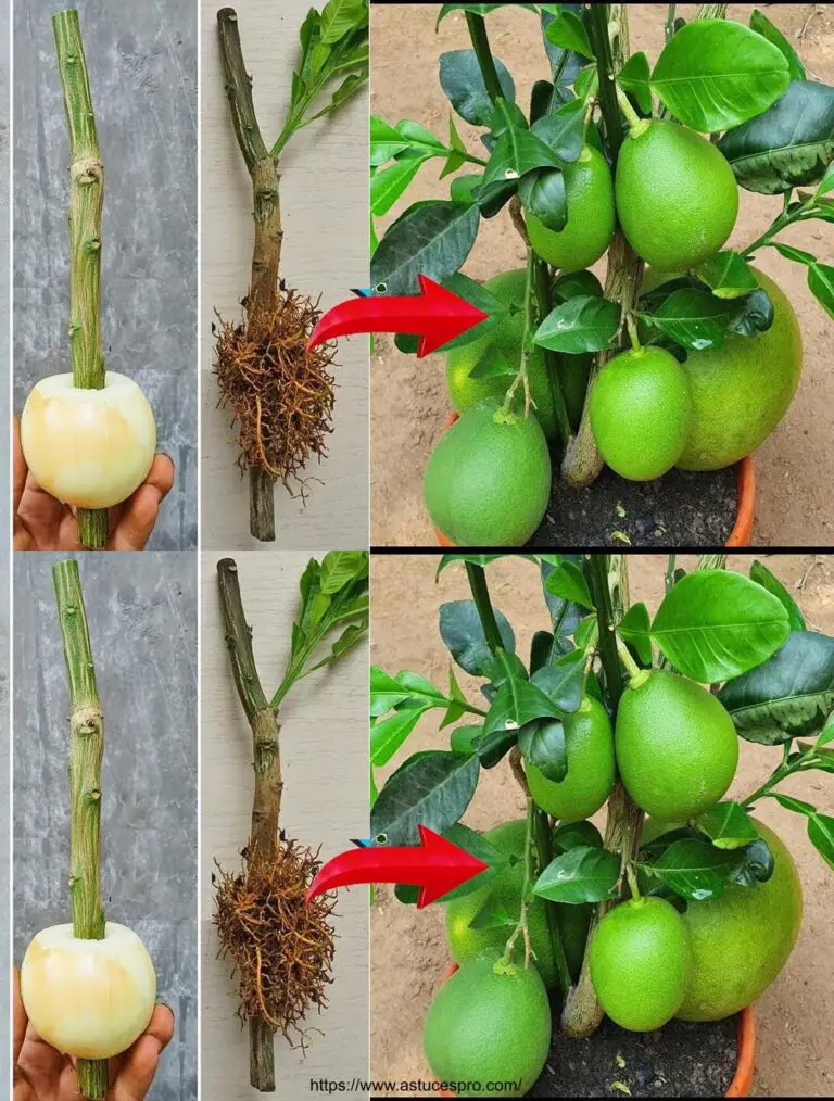 Increíble talento de injerto de árboles Cómo crecer naranjas rápidamente y con 100% de éxito