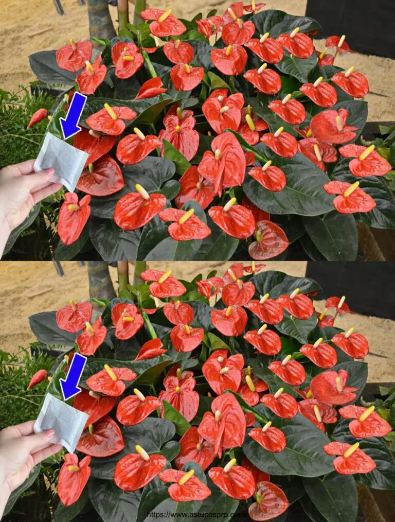 Que sólo un paquete de anthurium ha florecido tanto