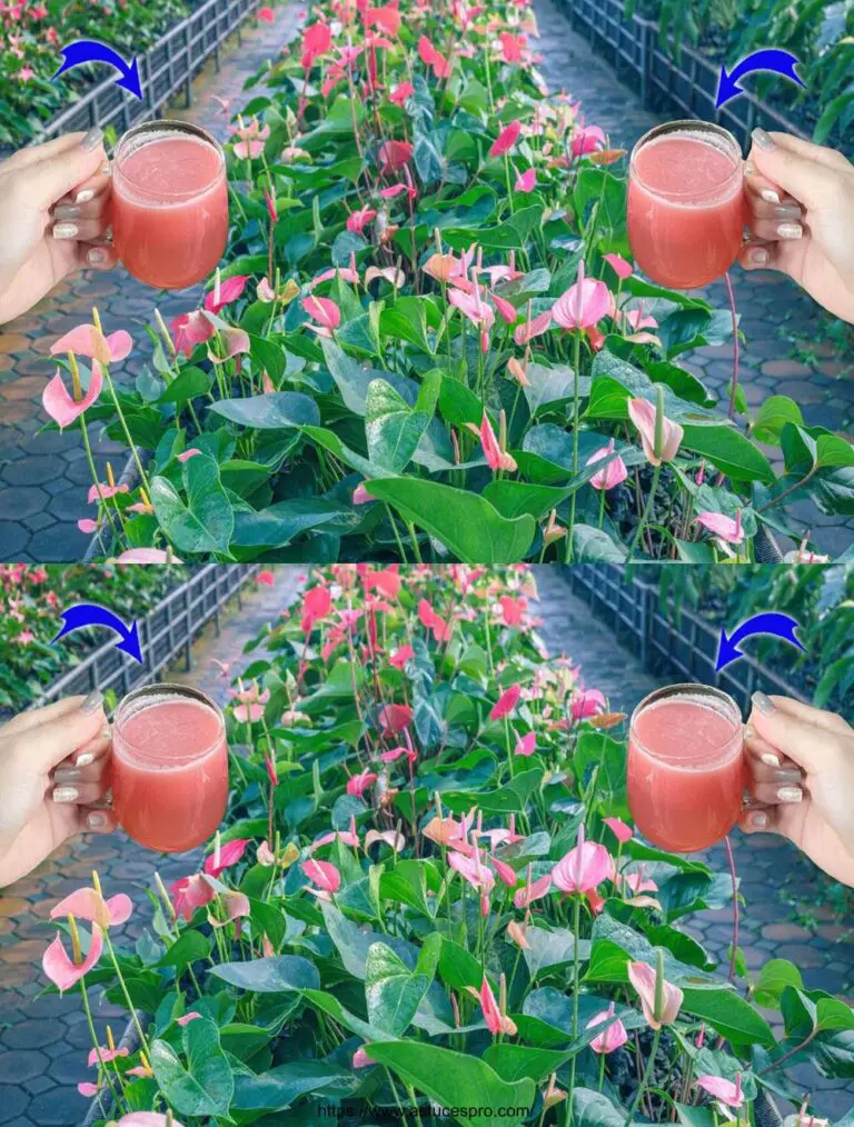 Sólo una taza y su jardín de flores florecerá con hermosas flores