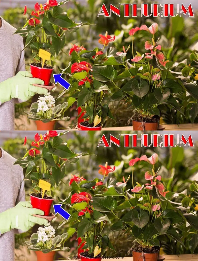 Abonos naturales orgánicos para una floración inagotable del Anthurium