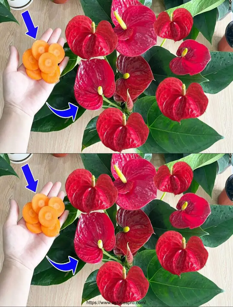 El secreto mágico para hacer su flor de Anthurium rápidamente