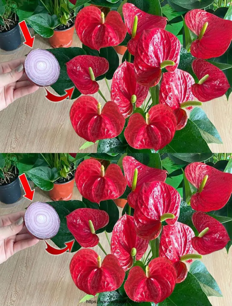 Unas cuantas rebanadas de cebolla para hacer florecer el Anthurium para siempre