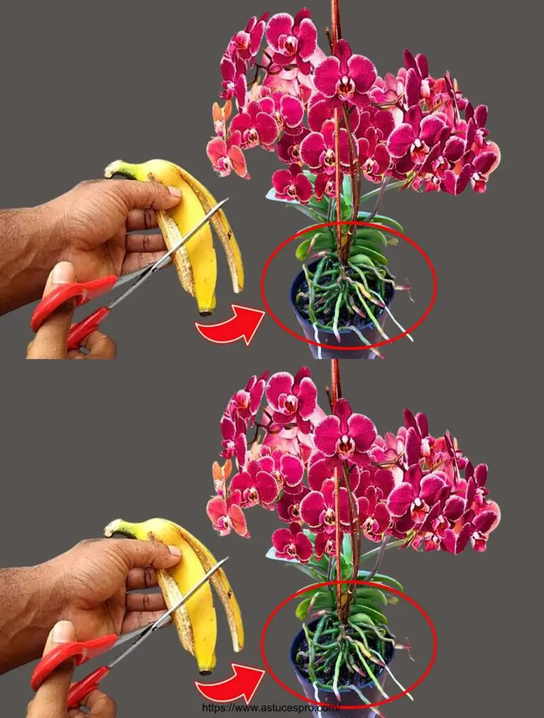 Bajo cada orquídea, flor todo el año en completa simplicidad!