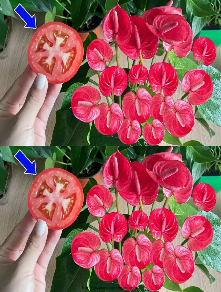 Sólo una rodaja de tomate, Anthuriums florecen infinitamente