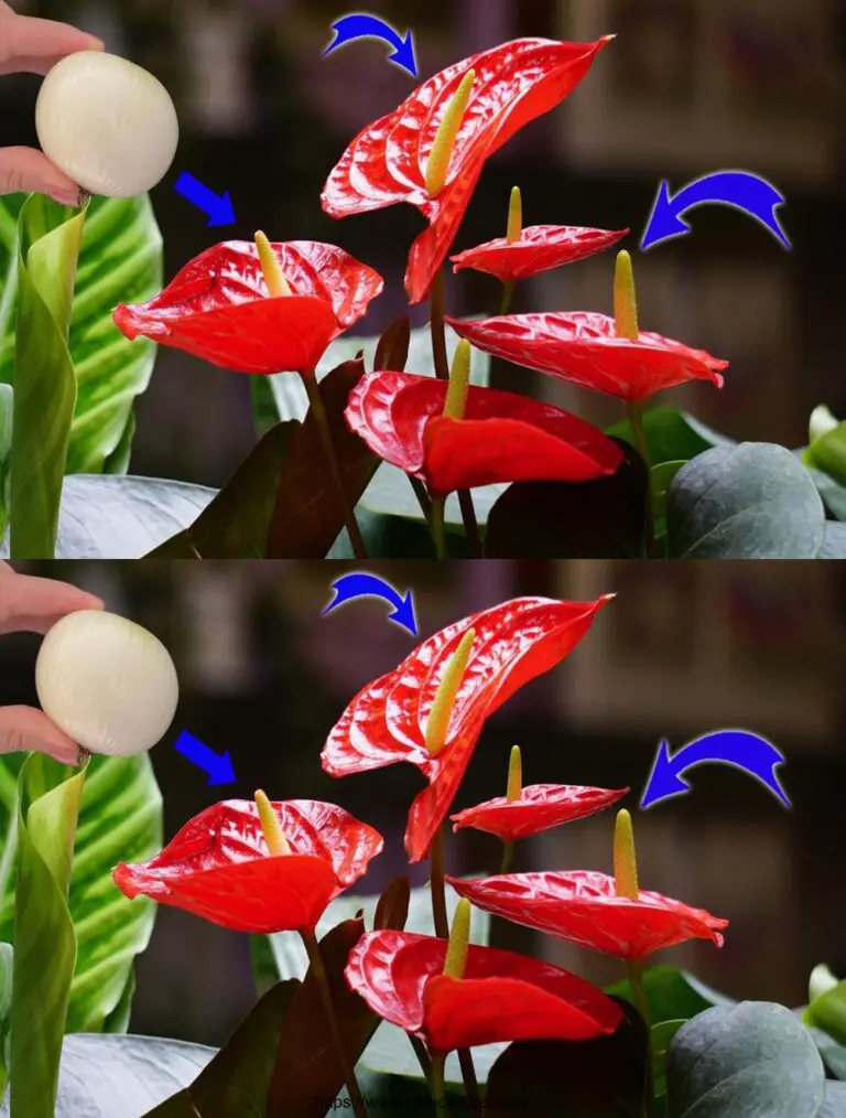 Haz tu Anthurium florece todo el año con este fertilizante natural!