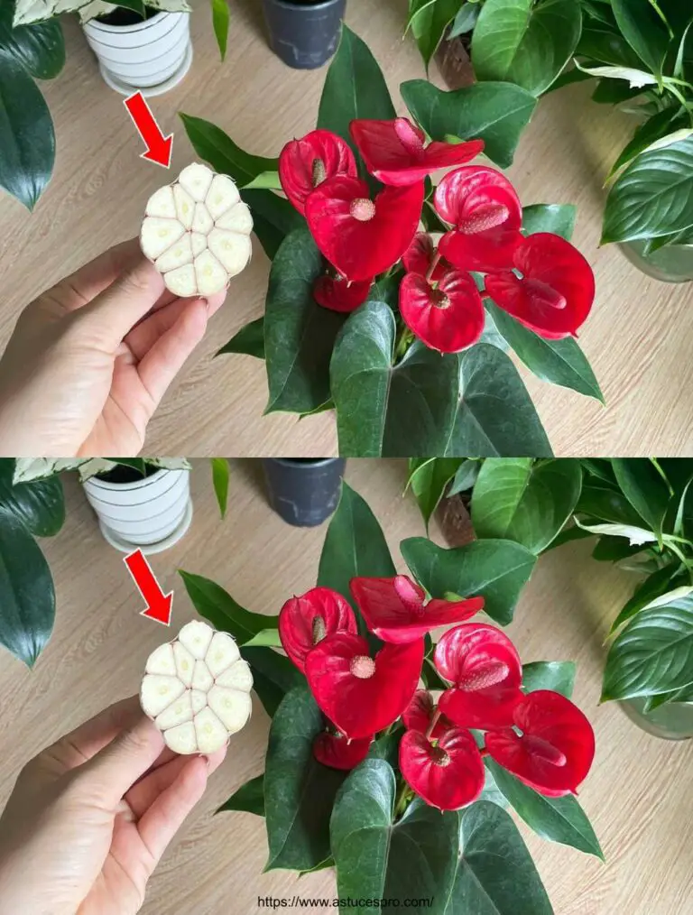 Con sólo 1 coágulo de ajo, el Anthurium es saludable y florece con una multitud de flores mágicas.