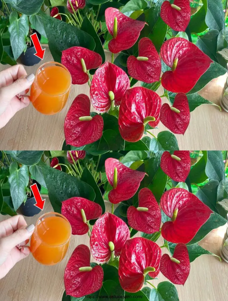 Sólo un vaso de zumo de zanahoria por mes, las flores florecen todo el año